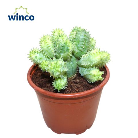 Euphorbia pseudoglobosa 'Variegata'