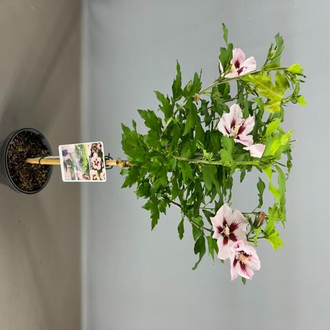 Hibiscus syriacus 'Hamabo'