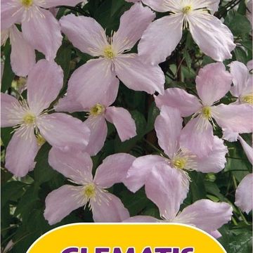 Clematis 'Elizabeth' (M)