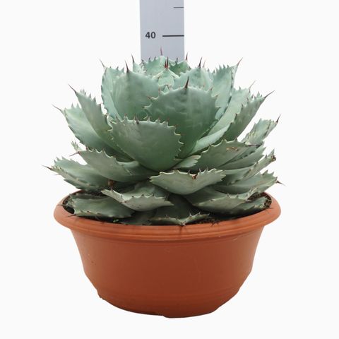 Agave potatorum