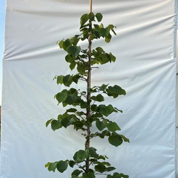 Cercis canadensis 'Traveller'