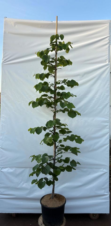 Cercis canadensis 'Traveller'