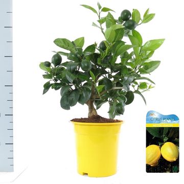 Citrus x meyeri 'Meyer'
