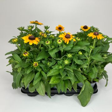 Rudbeckia hirta 'Toto'