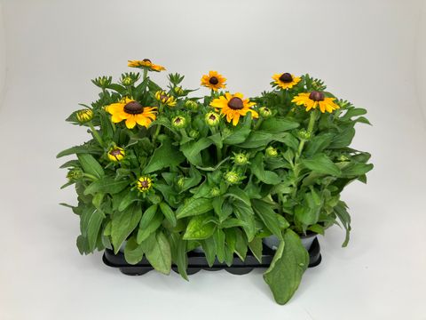 Rudbeckia hirta 'Toto'