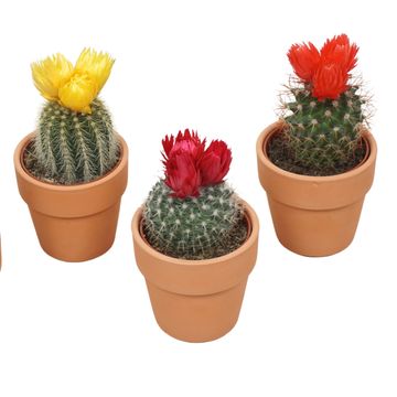 Arrangement Cactus