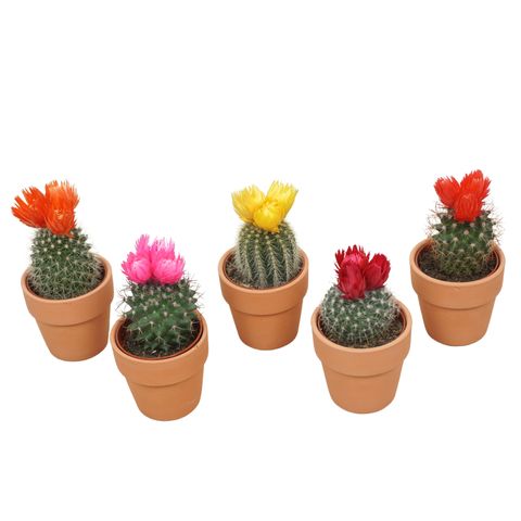 Ετοιμασίες Cactus