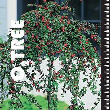 Cotoneaster nanshan 'Boer'