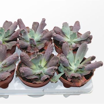 Echeveria 'Culibra'