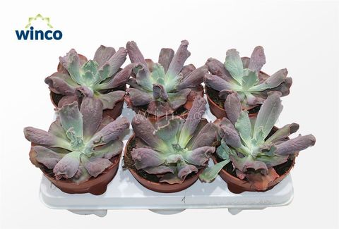 Echeveria 'Culibra'
