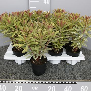 Euphorbia 'Ascot Rainbow'