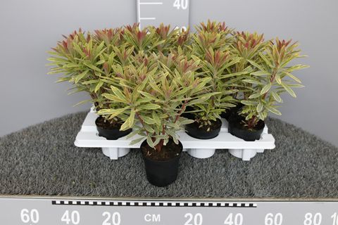 Euphorbia 'Ascot Rainbow'