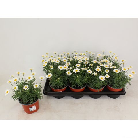 Argyranthemum frutescens LA RITA COMPACT WHITE