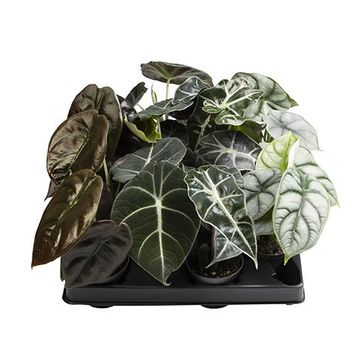 Alocasia MIX