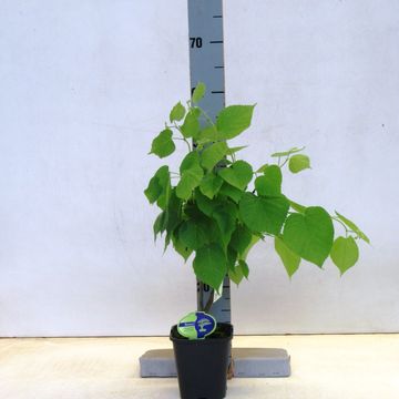Tilia cordata