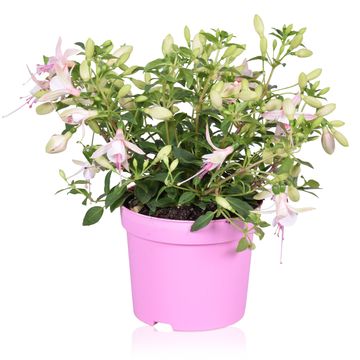 Fuchsia BELLA FUCHSIA SOPHIA