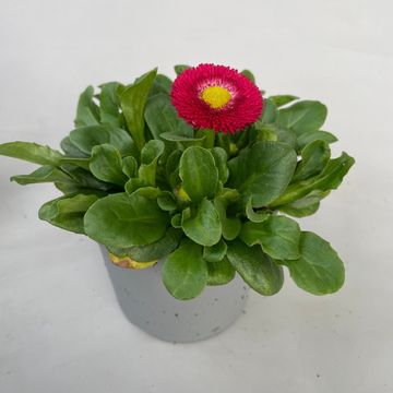 Bellis perennis 'Rusher Red'