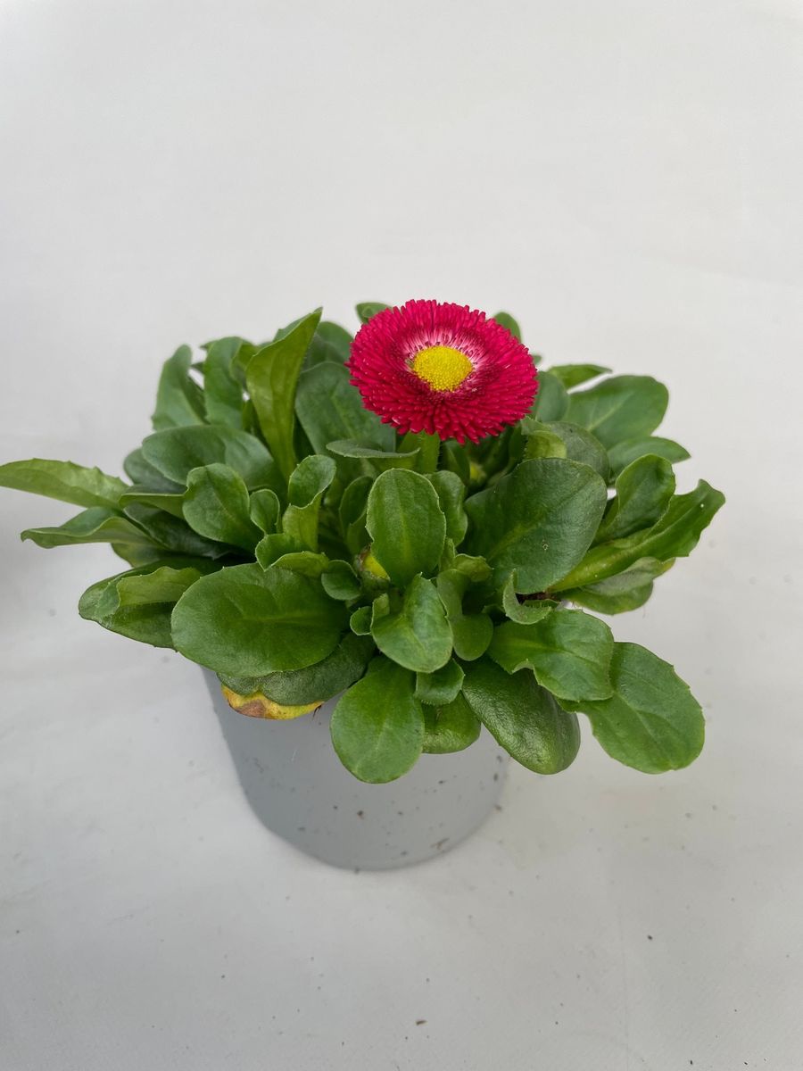 Ruby Red Rusher Bellis perennis 'Rusher Red' — Plant Wholesale FlorAccess