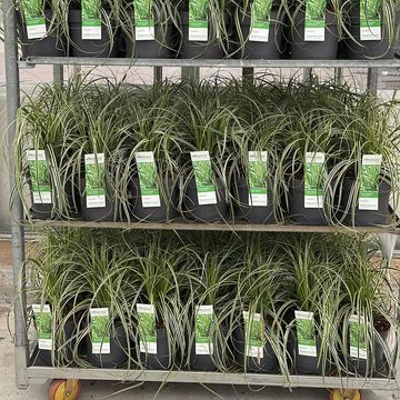 Carex morrowii 'Aureovariegata'