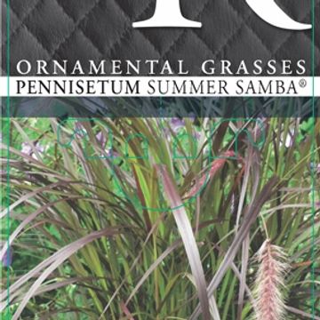 Pennisetum advena 'Summer Samba'