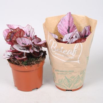 Begonia BELEAF MIX