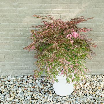 Acer palmatum 'Extravaganza'