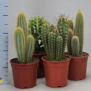 Cacti MIX (Ubink)