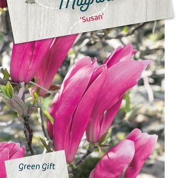 Magnolia 'Susan'