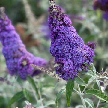 Buddleja davidii BUZZ SKY BLUE