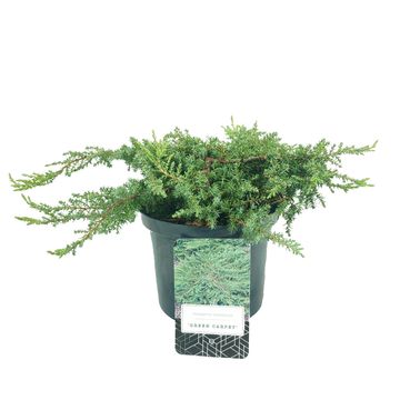 Juniperus communis 'Green Carpet'