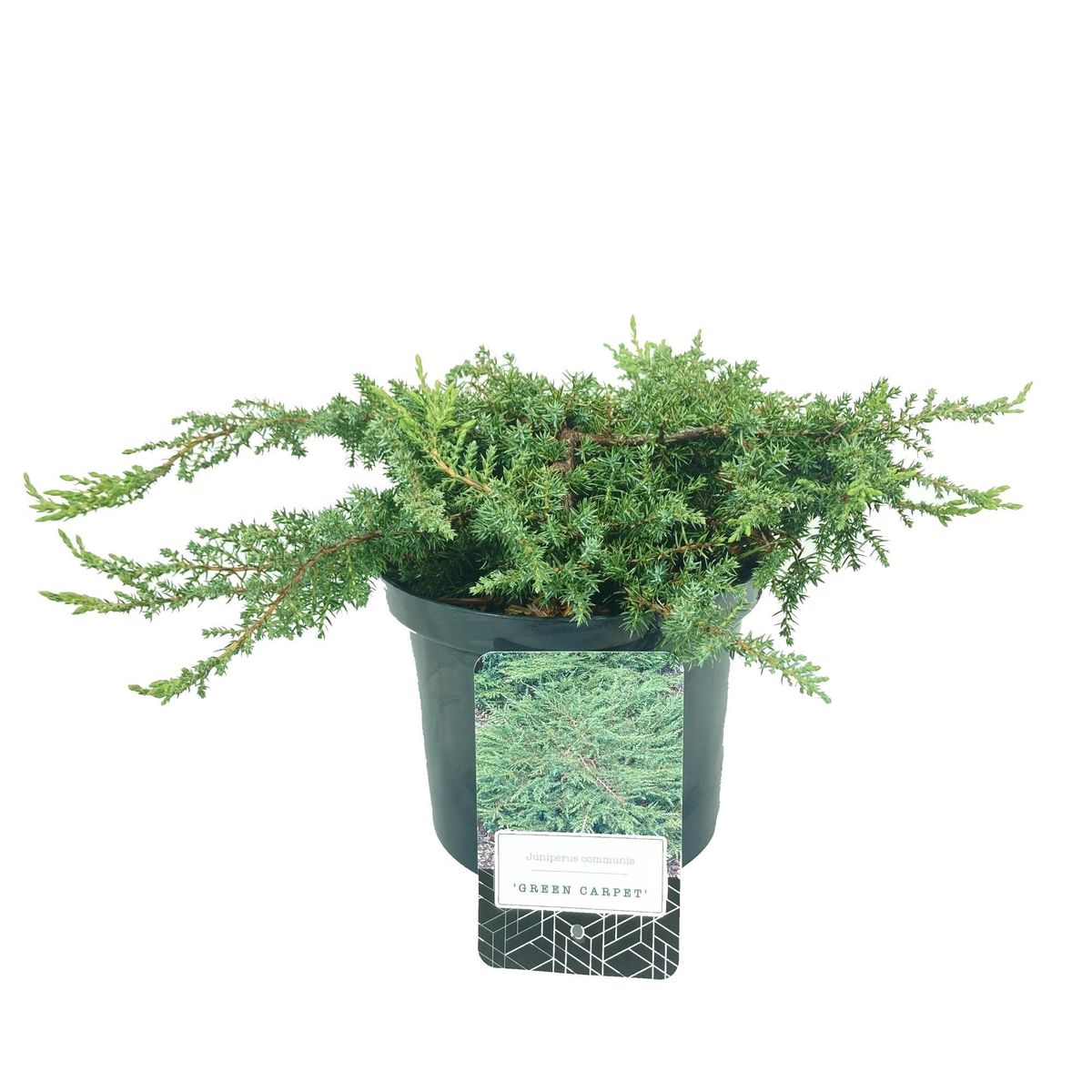 Juniperus communis 'Green Carpet' — Plant Wholesale FlorAccess