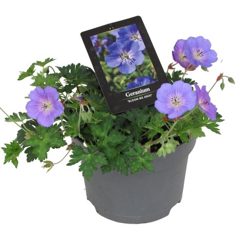 Geranium 'Bloom Me Away'