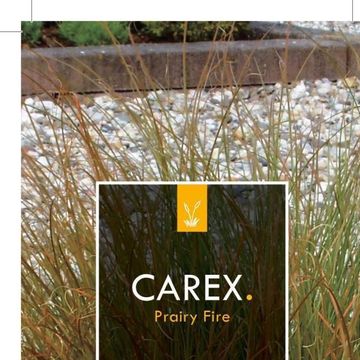 Carex testacea PRAIRIE FIRE COLORGRASS