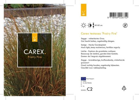 Carex testacea PRAIRIE FIRE COLORGRASS
