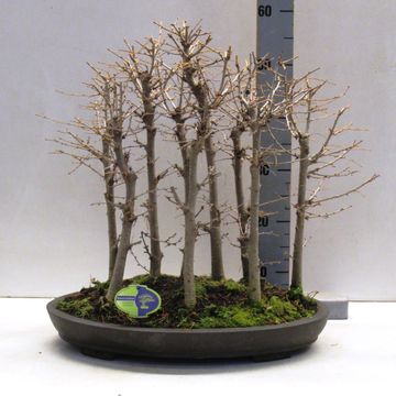 Pseudolarix amabilis