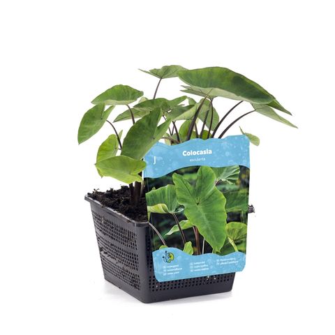 Colocasia esculenta