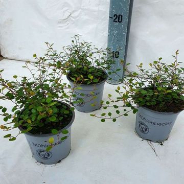 Muehlenbeckia complexa