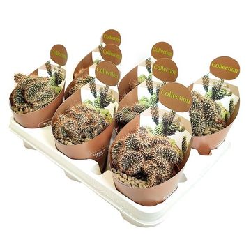 Cylindropuntia fulgida cristata