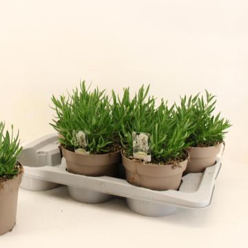 Lavandula angustifolia AROMANCE WHITE