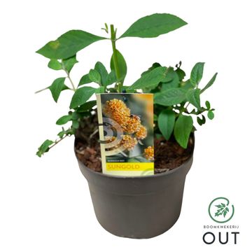 Buddleja x weyeriana 'Sungold'