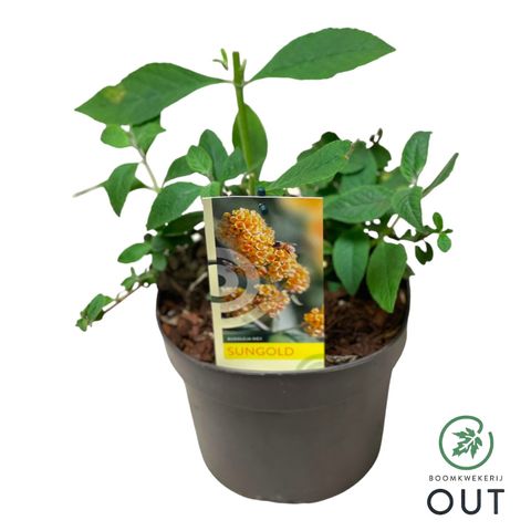 Buddleja x weyeriana 'Sungold'