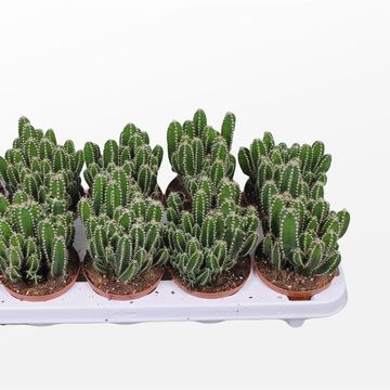 Cereus peruvianus 'Florida'