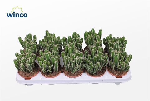 Cereus peruvianus 'Florida'