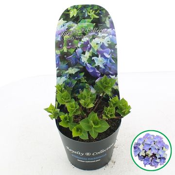 Hydrangea macrophylla ROYALTY COLLECTION LADY MATA HARI BLUE