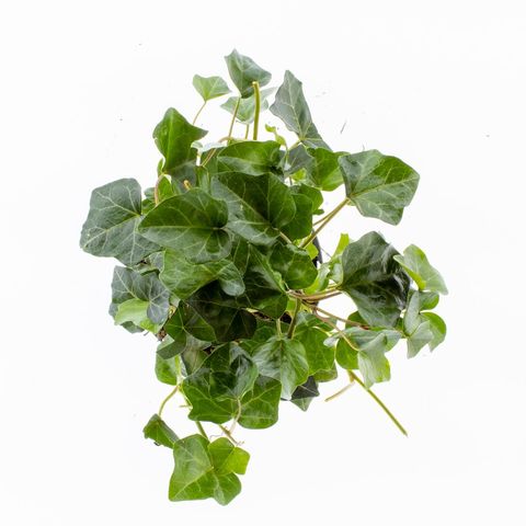 Hedera hibernica