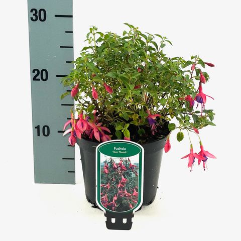 Fuchsia 'Tom Thumb'