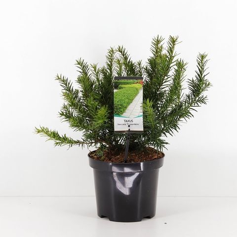 Taxus baccata 'Repandens'