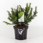 Taxus baccata 'Repandens'