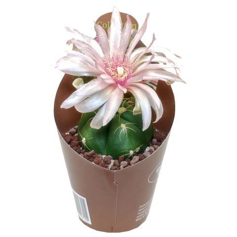 Gymnocalycium horstii