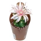 Gymnocalycium horstii